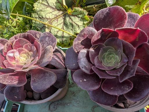Buy & Sell Walthamstow East London - Photos for Aeonium Arboreum succulent plant flower