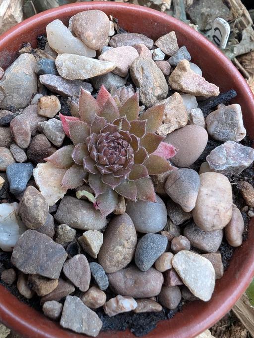 Buy & Sell Walthamstow East London - Photos for Sempervivum Mauve
