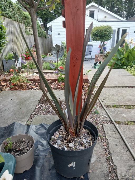 Buy & Sell Northfield Birmingham - Photos for New Zealand Flax Plant