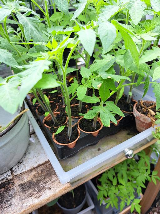 Buy & Sell Alverthorpe Wakefield - Photos for Tomato plants 4 for £5.50