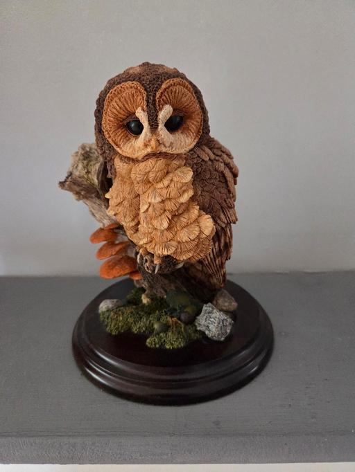 Buy & Sell Westgate-on-Sea Thanet - Photos for TAWNY OWL