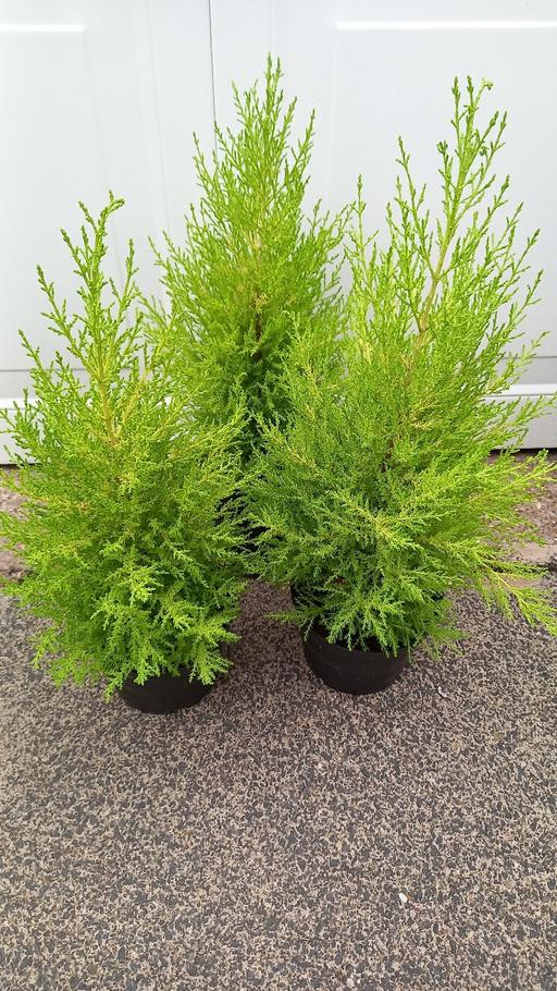 Buy & Sell Stirchley Birmingham - Photos for Goldcrest Cypress