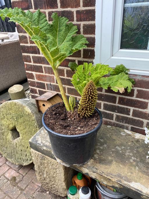 Buy & Sell Treeton Rotherham - Photos for Extra large Gunnera manicata