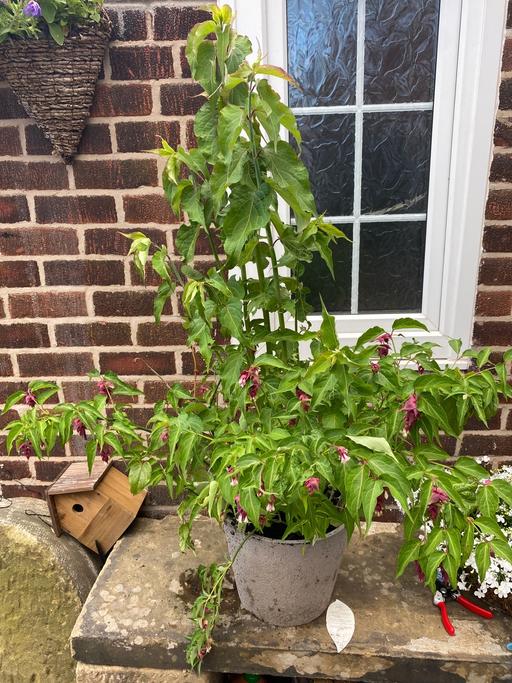 Buy & Sell Treeton Rotherham - Photos for Leycesteria formosa purple rain plant