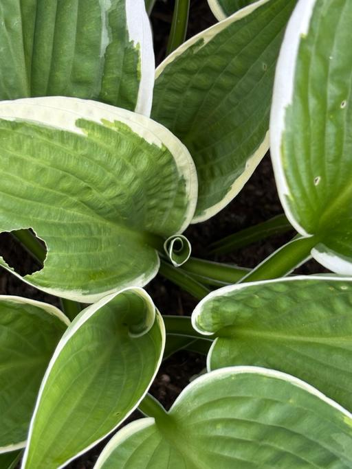 Buy & Sell Fife Methil - Fife - Photos for Hosta plant