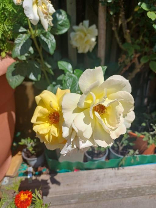 Buy & Sell Newhall Street Birmingham - Photos for rose plant