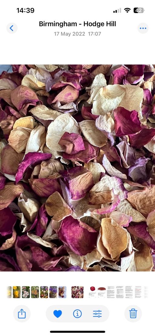 Buy & Sell Ward End Birmingham - Photos for Fresh dried rose petals wedding / crafts