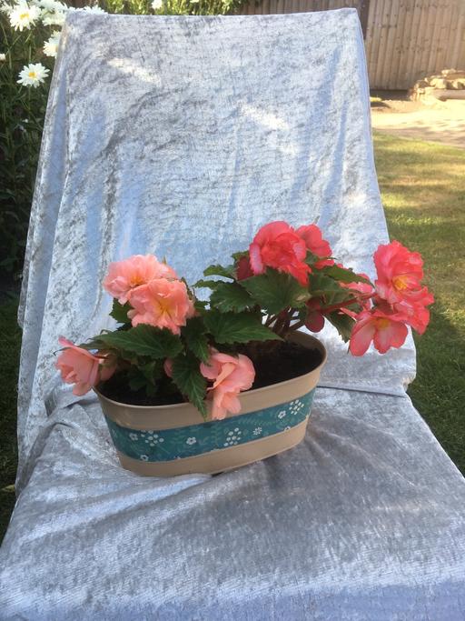 Buy & Sell Willenhall Walsall - Photos for Metal Planter with flowers