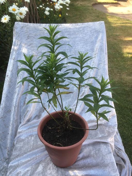 Buy & Sell Willenhall Walsall - Photos for Solidago plant