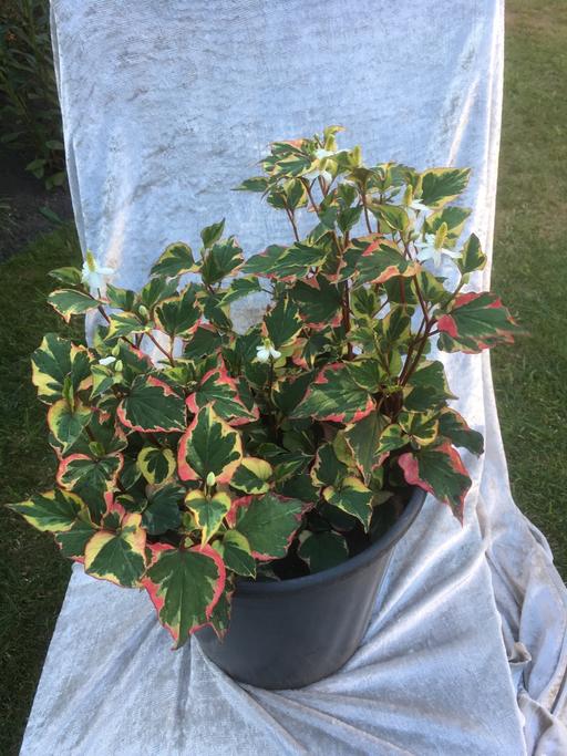 Buy & Sell Willenhall Walsall - Photos for Houttuynia Cordata