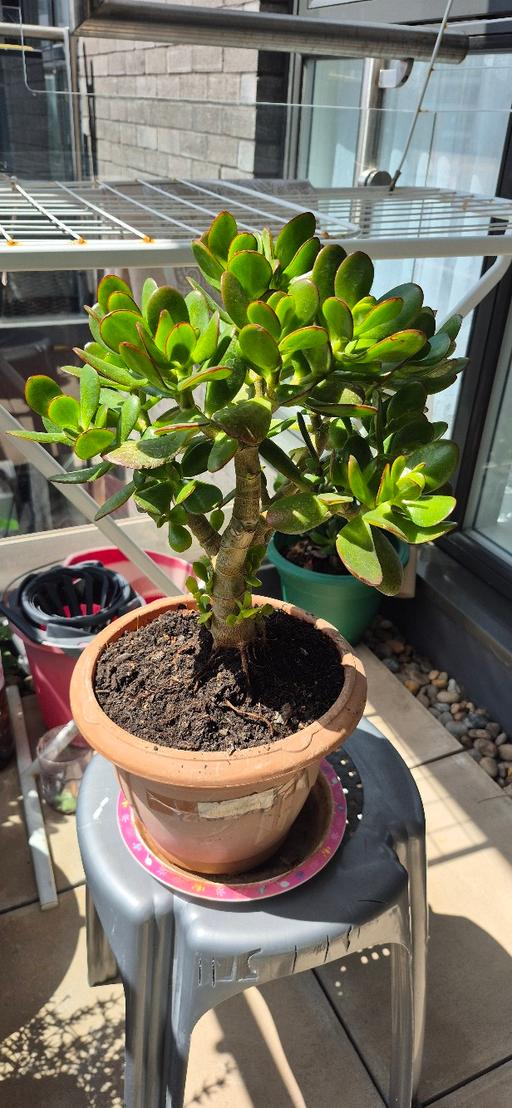 Buy & Sell All Saints East London - Photos for nice big money plant
