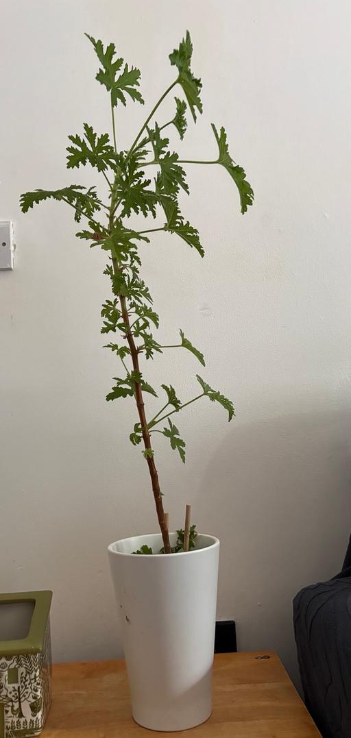 Buy & Sell Edgbaston Birmingham - Photos for Lemon Scented Plant