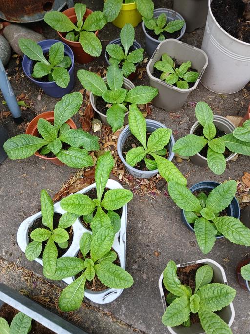 Buy & Sell Wedges Mills South Staffordshire - Photos for TEASELS PLANTS IDEAL BIRD LOVERS 15 AVAILABLE