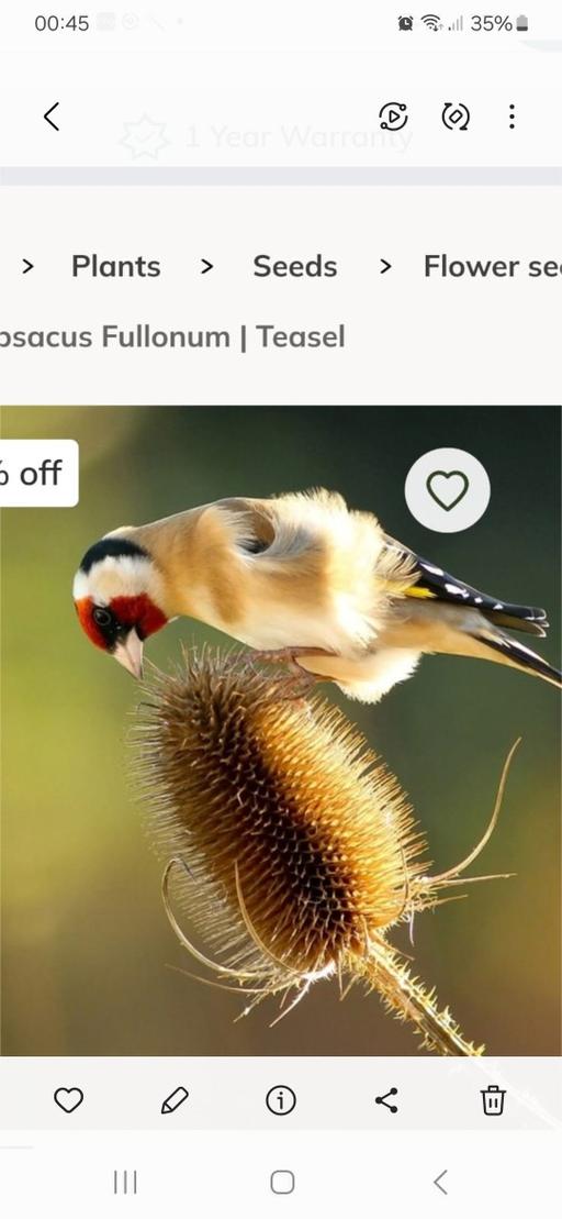 Buy & Sell Wedges Mills South Staffordshire - Photos for TEASEL PLANTS ATTRACT BIRDS LIKE IN PIC ⭐️