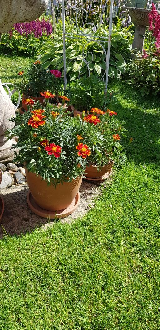 Buy & Sell Kings Norton Birmingham - Photos for Large terracotta pot with marigolds