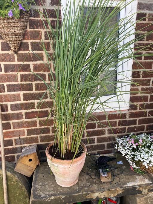 Buy & Sell Treeton Rotherham - Photos for Large grass in a terracotta pot