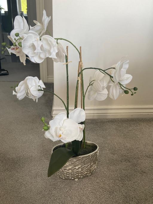 Buy & Sell Northfield Birmingham - Photos for Next silver orchid