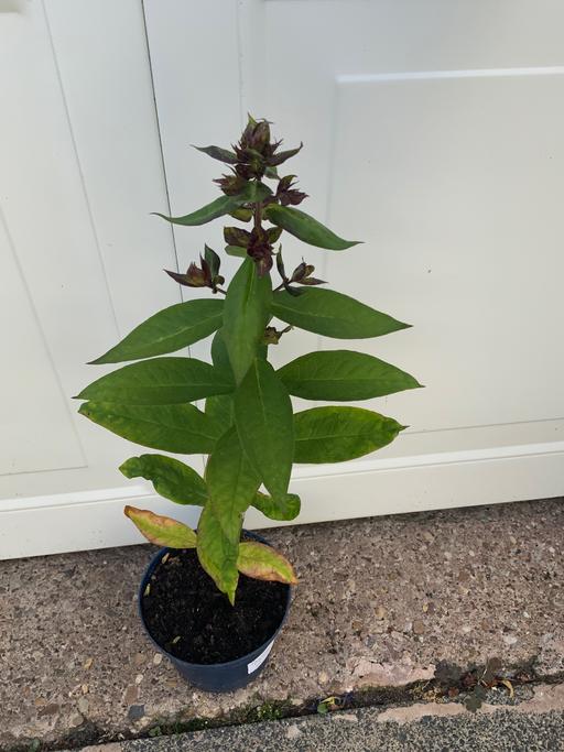 Buy & Sell Stirchley Birmingham - Photos for Perennial Phlox paniculata