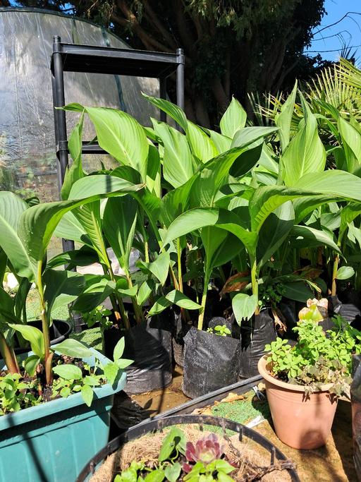 Buy & Sell Ramsgate Thanet - Photos for Canna lilies from £5 , large £10 and £15