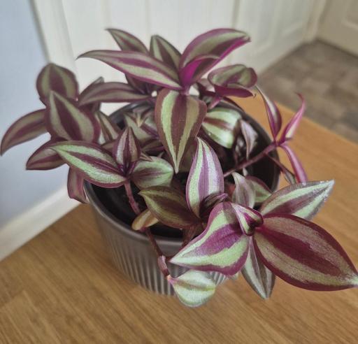 Buy & Sell Hixon Stafford - Photos for Tradescantia Zebrina - Wandering Jew Plant