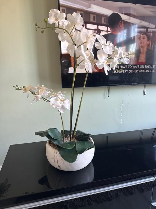 Buy & Sell Hounslow West London - Photos for Orchid Plant