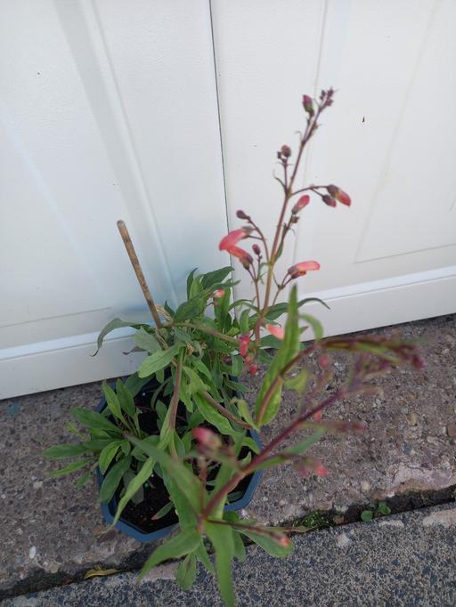 Buy & Sell Stirchley Birmingham - Photos for Penstemon Twizzler