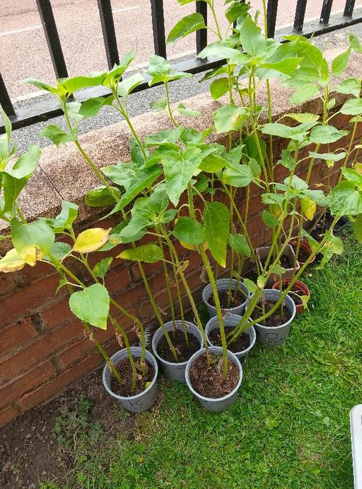 Buy & Sell Hulme Manchester - Photos for sunflower plants £2.50 each£5 for three 