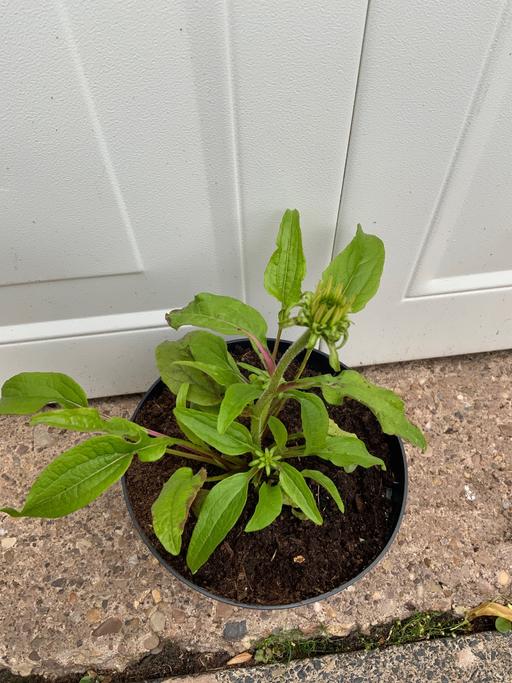 Buy & Sell Bournville Birmingham - Photos for Echinacea Primadonna Mixed