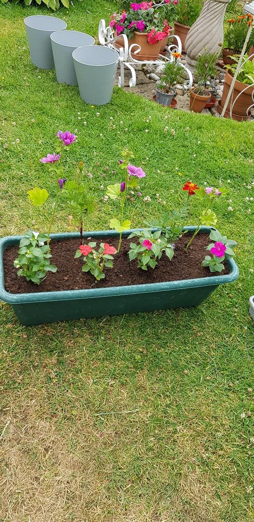 Buy & Sell Kings Norton Birmingham - Photos for 2 x planted troughs