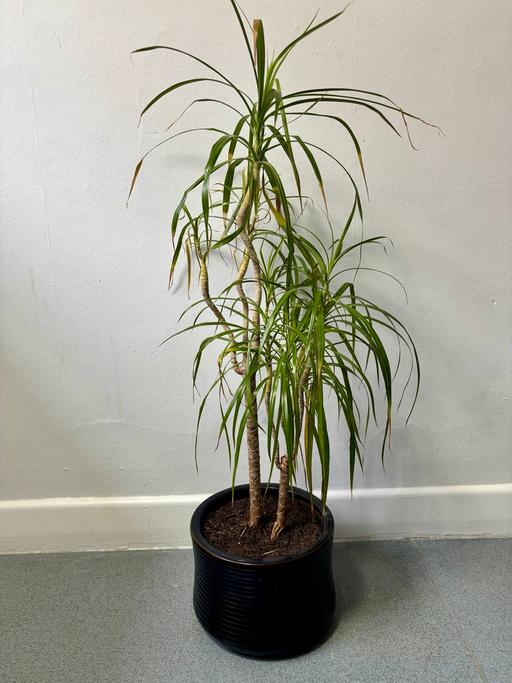 Buy & Sell Marble Arch Central London - Photos for Dracaena Marginata (Dragon Tree) with Pot