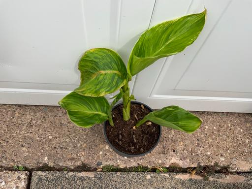 Buy & Sell Kings Heath Birmingham - Photos for Varigated Canna Lily