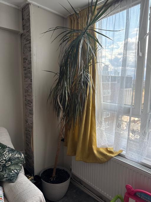 Buy & Sell Hoxton North London - Photos for Dragon tree plant