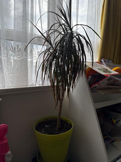 Buy & Sell De Beauvoir Town North London - Photos for Dragon tree plant