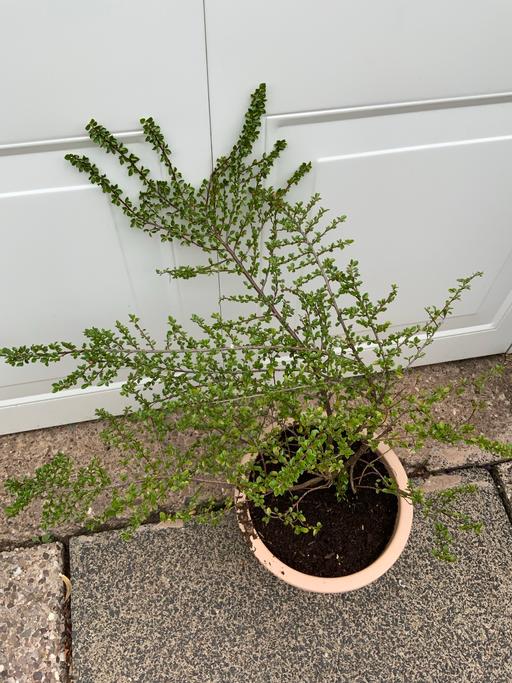 Buy & Sell Stirchley Birmingham - Photos for Shrub Cotoneaster