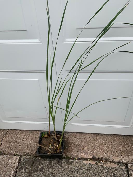 Buy & Sell Kings Heath Birmingham - Photos for Pond plant bulrush