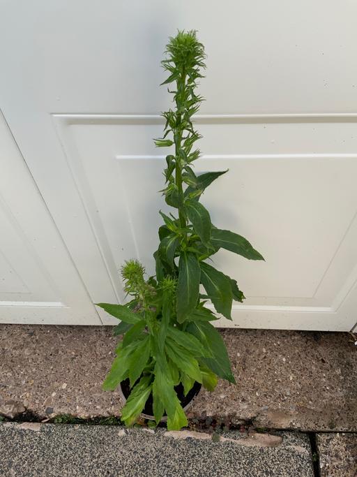 Buy & Sell Bournville Birmingham - Photos for Lobelia