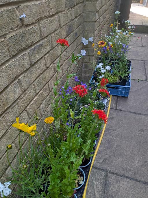 Buy & Sell Wincheap Canterbury - Photos for perennials