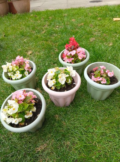 Buy & Sell Hulme Manchester - Photos for begonia pots £3.50 each