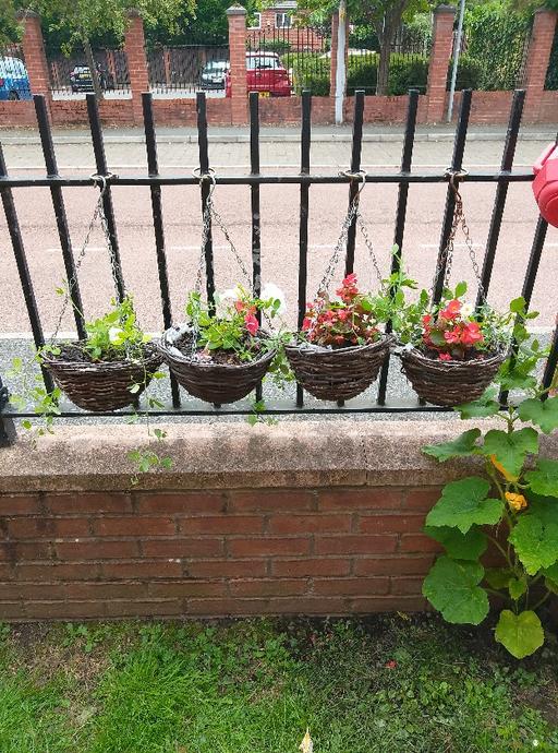 Buy & Sell Hulme Manchester - Photos for hanging baskets begonia and sweet pea £5 each