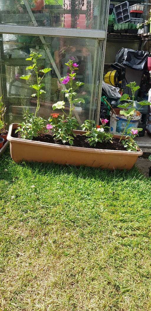 Buy & Sell Kings Norton Birmingham - Photos for Planter with plants
