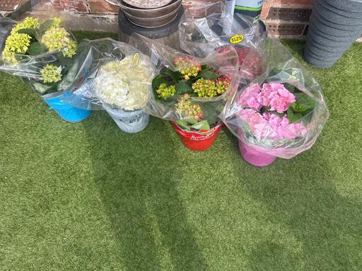 Buy & Sell Maypole Birmingham - Photos for Hydrangeas £4 each