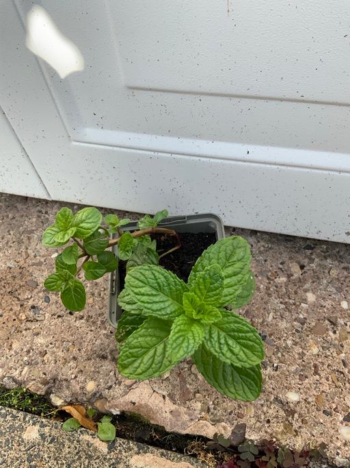 Buy & Sell Stirchley Birmingham - Photos for Red Mint