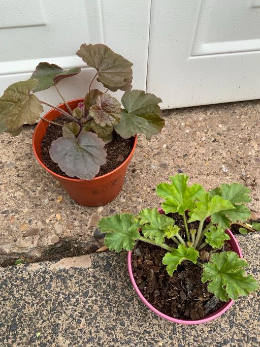 Buy & Sell Stirchley Birmingham - Photos for Heuchera