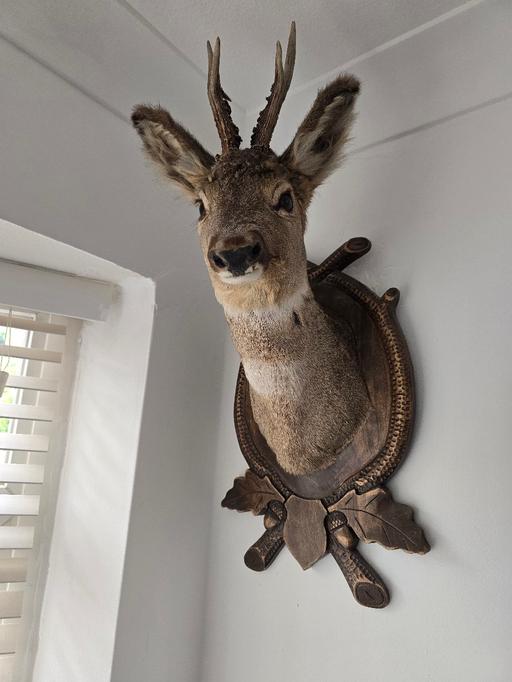 Buy & Sell Rainford Saint Helens - Photos for taxidermy deer
