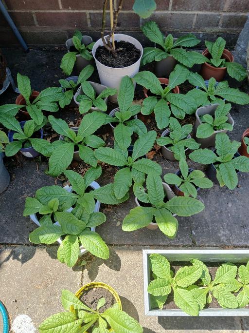 Buy & Sell Bridgtown Cannock Chase - Photos for TEASEL PLANTS ATTRACT BIRDS TO YOUR GARDEN 🌟
