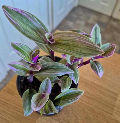 Buy & Sell Moss Pit Stafford - Photos for Tradescantia ‘Nanouk’ Indoor Plant