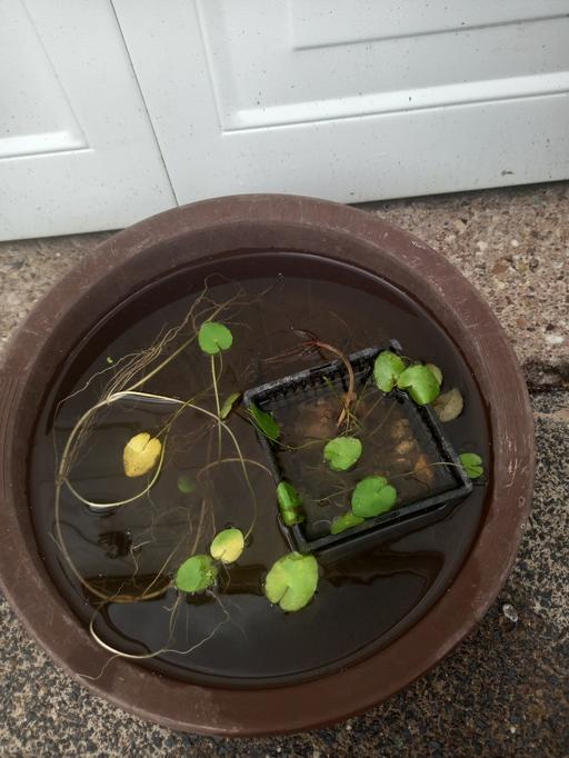 Buy & Sell Kings Heath Birmingham - Photos for Dwarf Pond Lilies