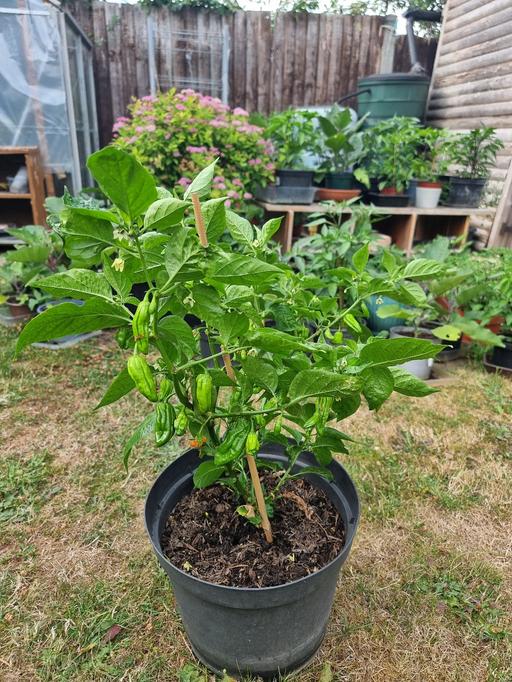 Buy & Sell Seven Kings East London - Photos for Large Naga Plant