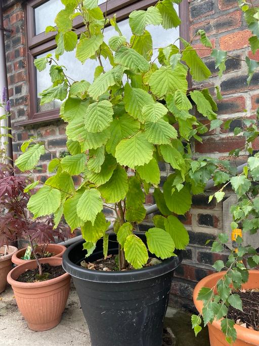Buy & Sell Sutton Manor Saint Helens - Photos for Birch tree and hazel tree in pots
