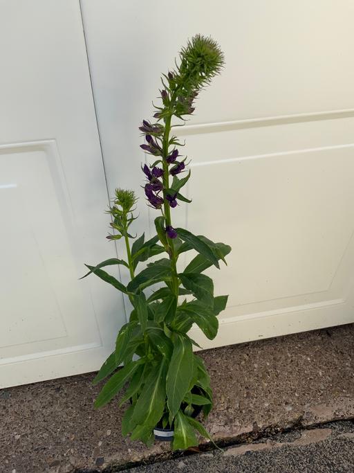 Buy & Sell Kings Norton Birmingham - Photos for Lobelia